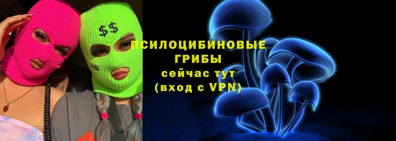 цена   Ачинск  Галлюциногенные грибы Cubensis 